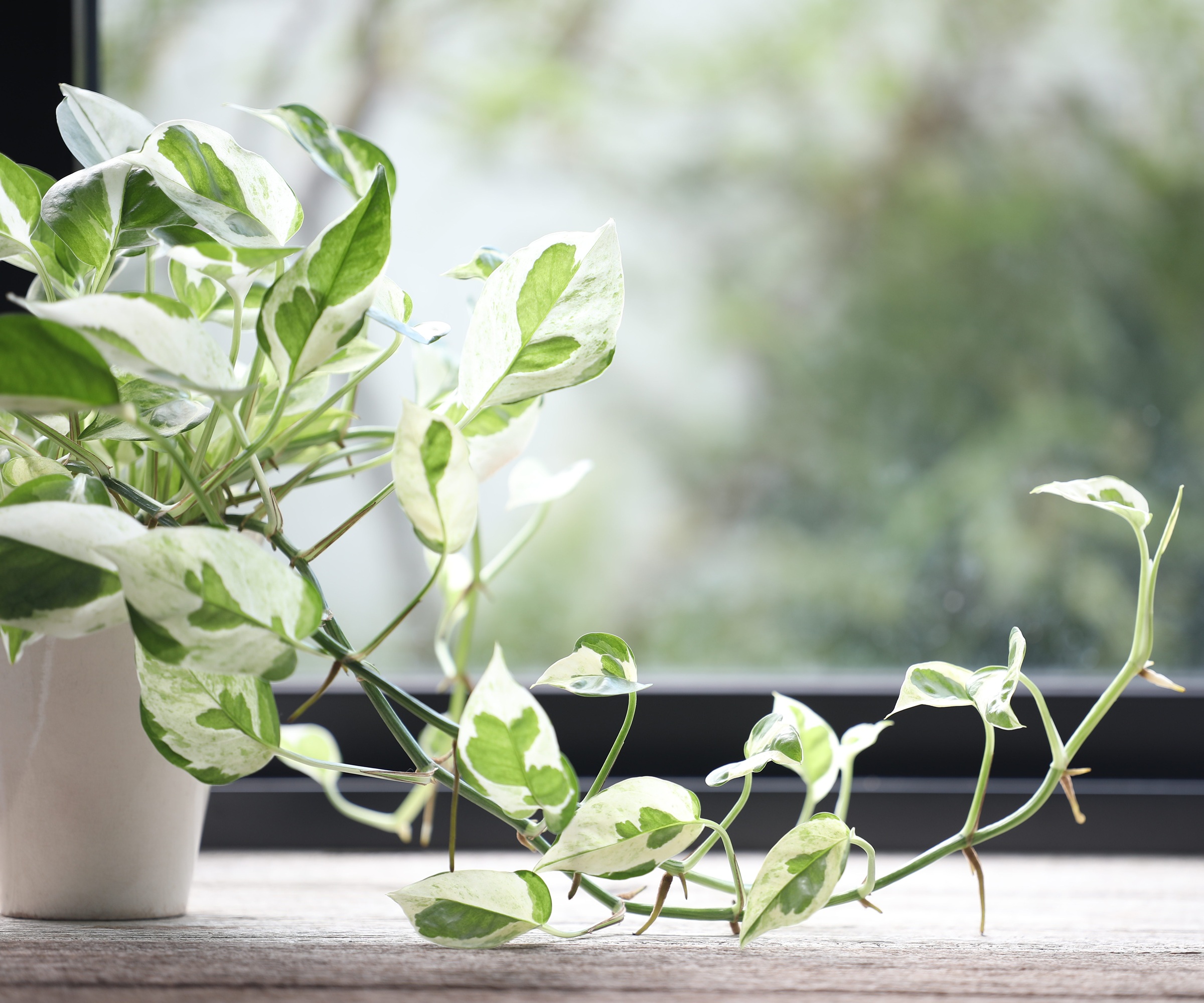 Epipremnum aureum Pearl, Golden Pothos