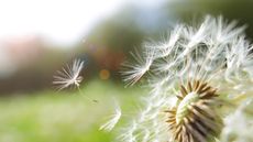 Close-up of a dandelion seed head with seeds blowing in the wind