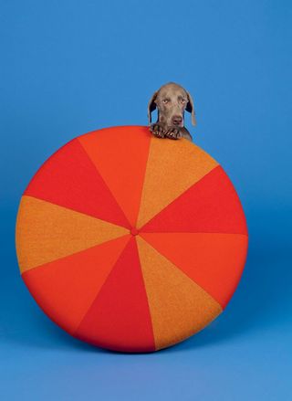 Dog behind an orange umbrella