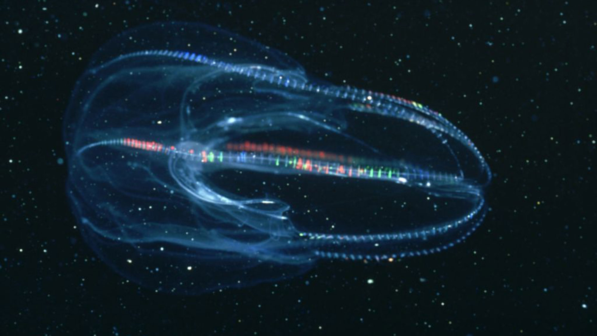 a comb jelly that has a disappearing anus