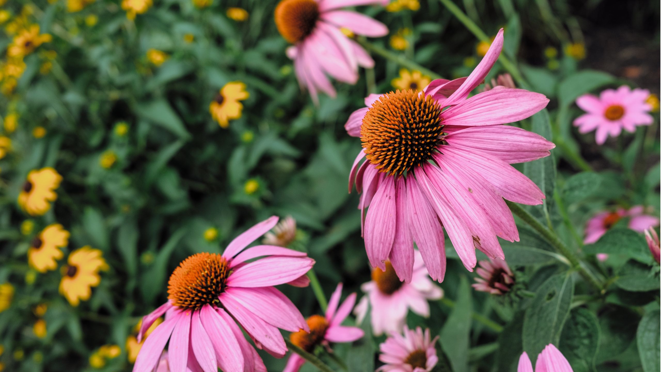 The One Thing Pro Gardeners Do in August to Keep Their Borders Looking Fresh Until Fall – And Most People Forget…