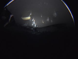 antarctic anemones