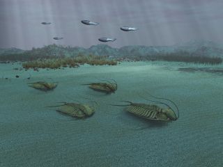 trilobites crossing seafloor