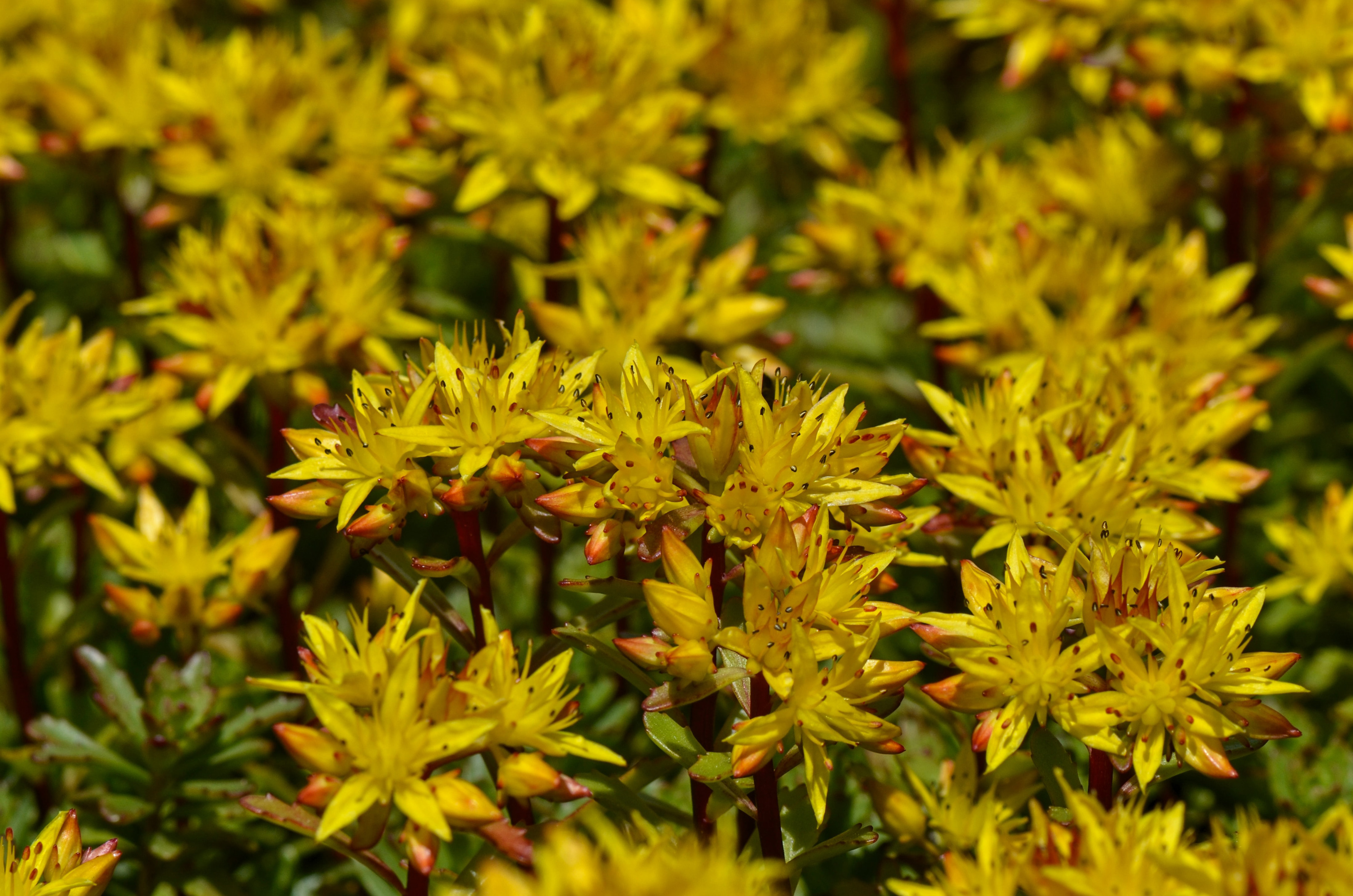 small rock garden ideas: creeping yellow sedum