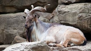 Markhor