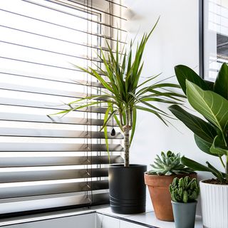 window blinds and potted plants