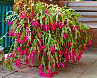 Large Christmas cactus plant on patio