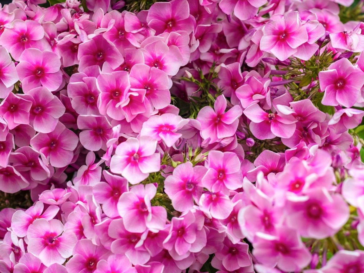 Bright Perfect Pink Perennial Flowers