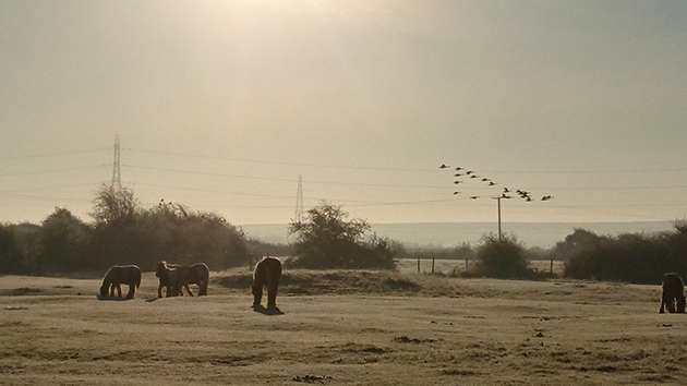 Some of the younger residents at the Essex Horse and Pony Protection Society