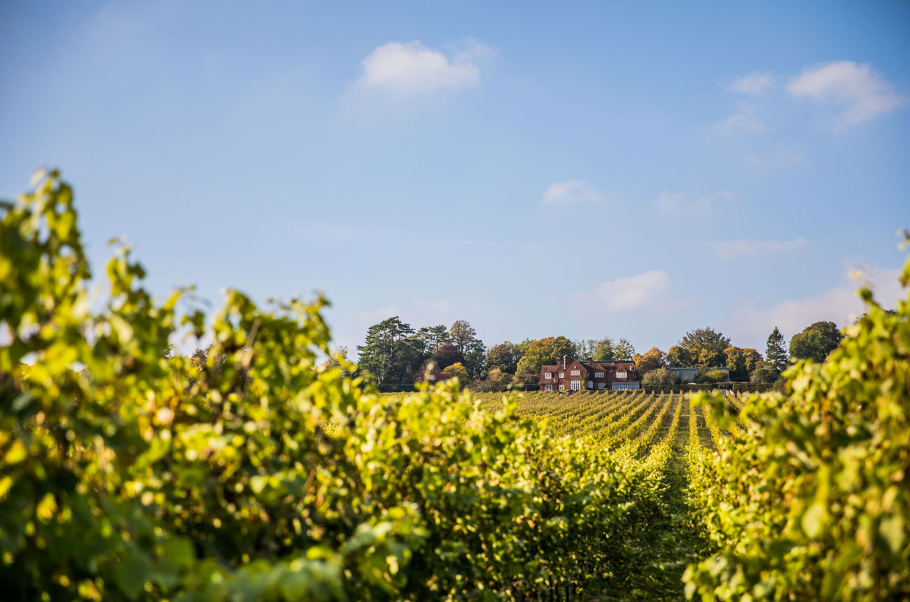 Hambledon vineyard and house