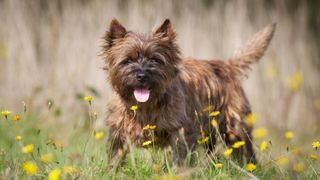 Cairn Terrier standing in field on sunny day