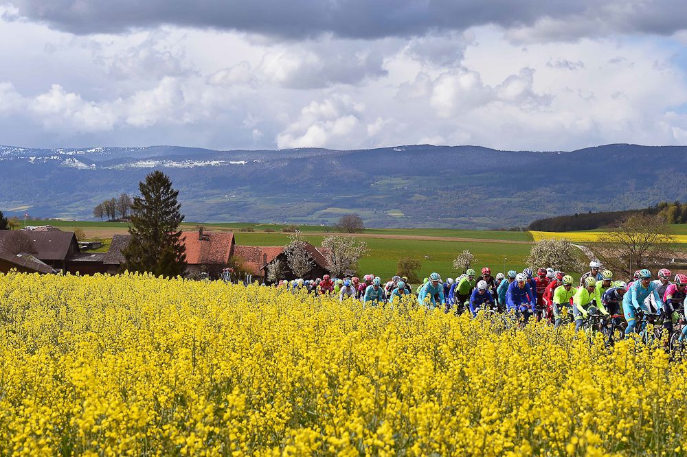 The peloton rides through some spring flowers during stage 4 at the Tour de Romandie