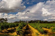 Henschke Hill of Grace Vineyard