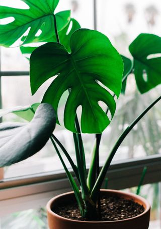Most Instagrammed house plants