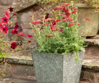 Dark galvanised metal rectangular planter