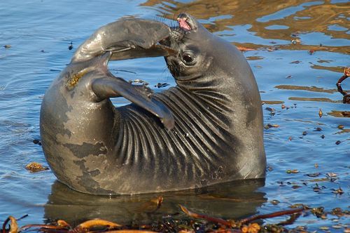 elephant seal, marine biology