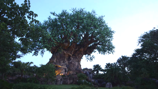 The Tree of Life at Disney's Animal Kingdom