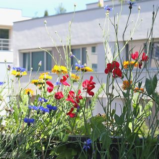 Balcony with colourful wildflowers