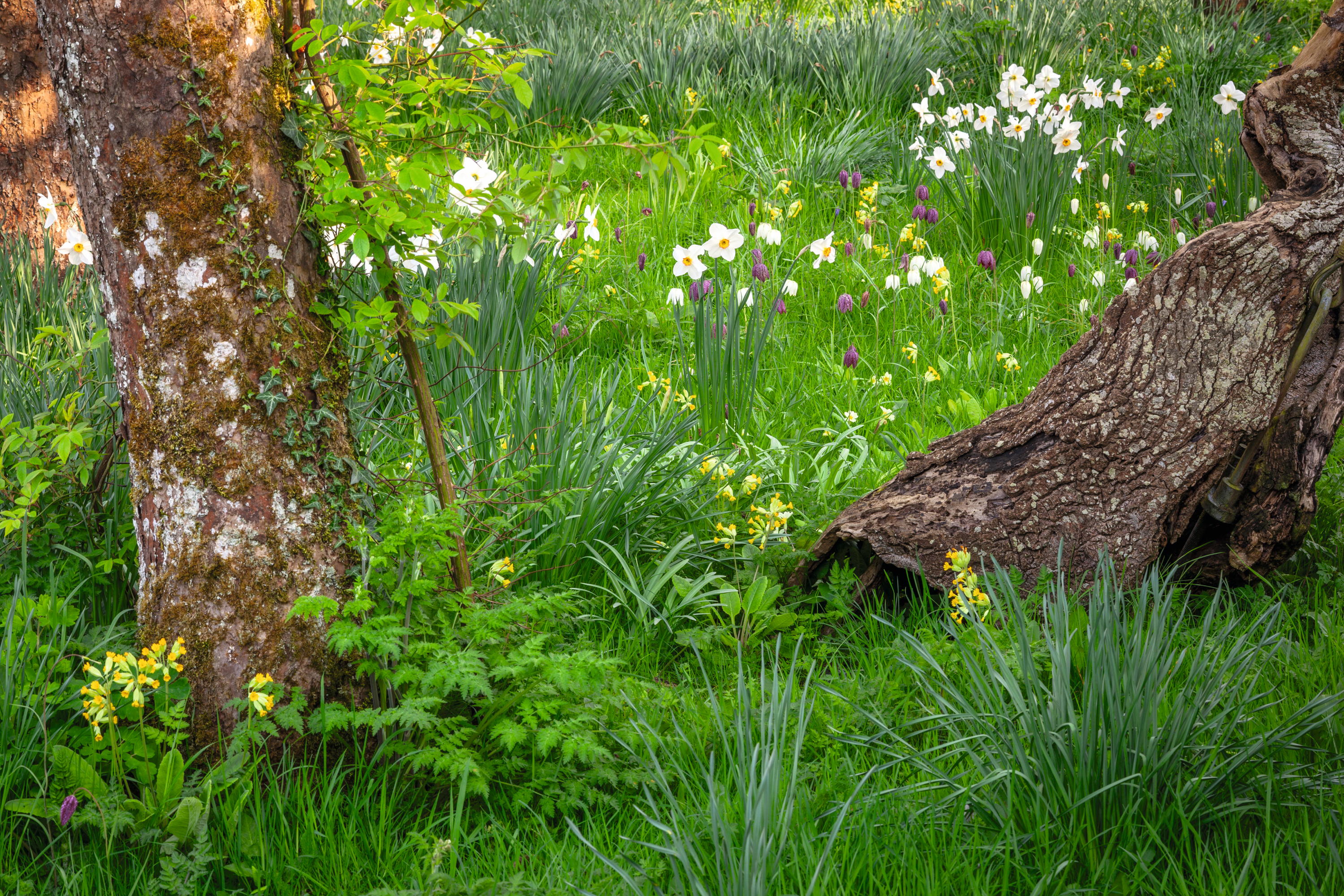 Narcissus 'Actaea' growing in the grass at The Old Rectory with Fritillaria meleagris and Primula veris - cowslips.