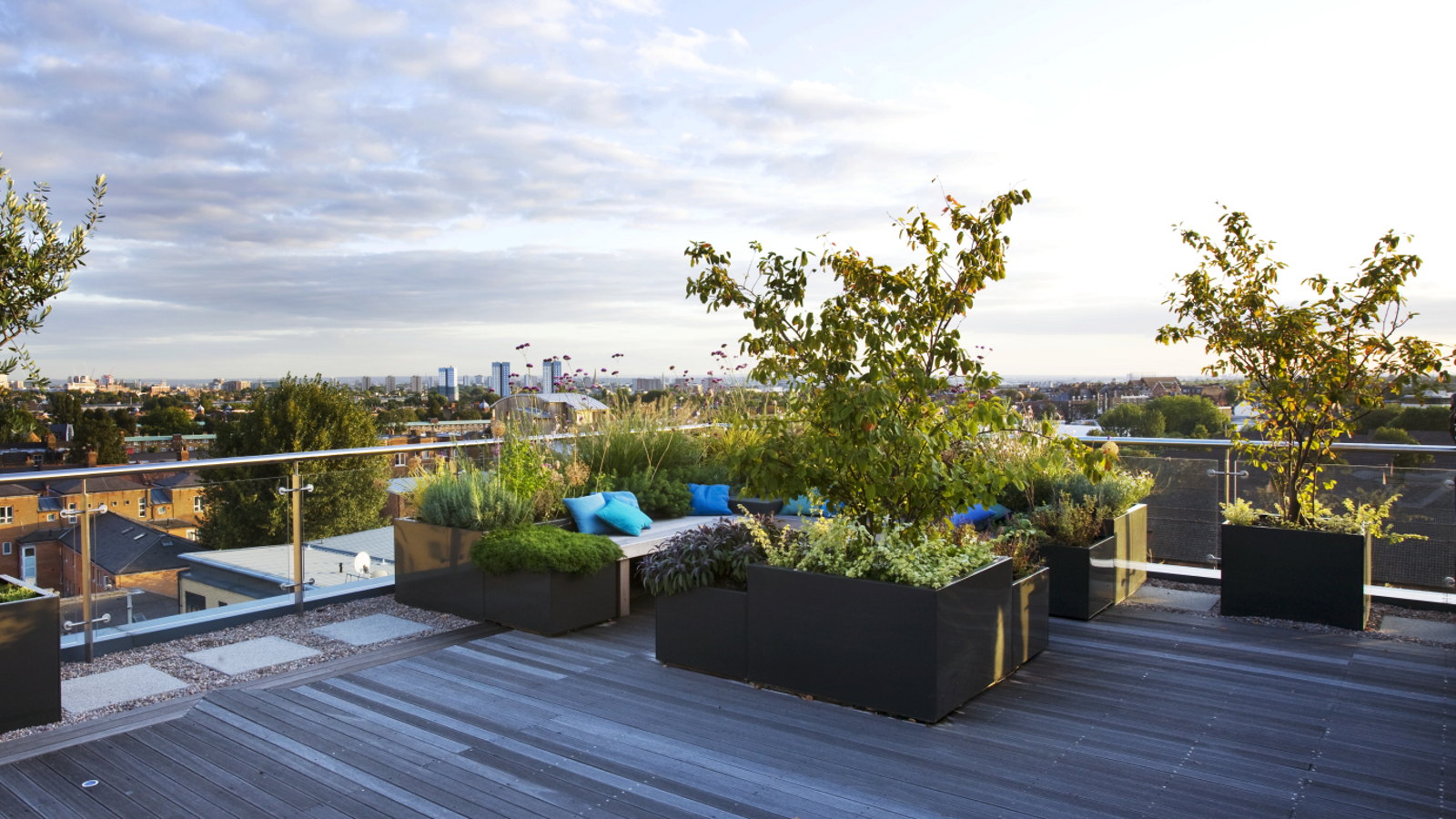 A rooftop seating area with amelanchier and olives in containers