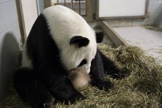 The twins are the fourth and fifth babies for panda mom Lun Lun, pictured here.