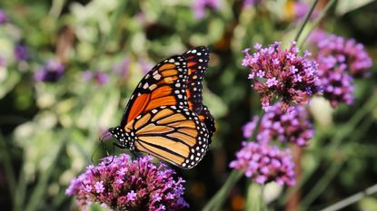 Monarch butterfly with orange and black wings feeding on a purple verbena flower