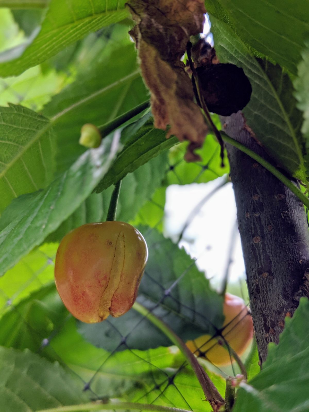 Split Open Cherry Fruits On Tree