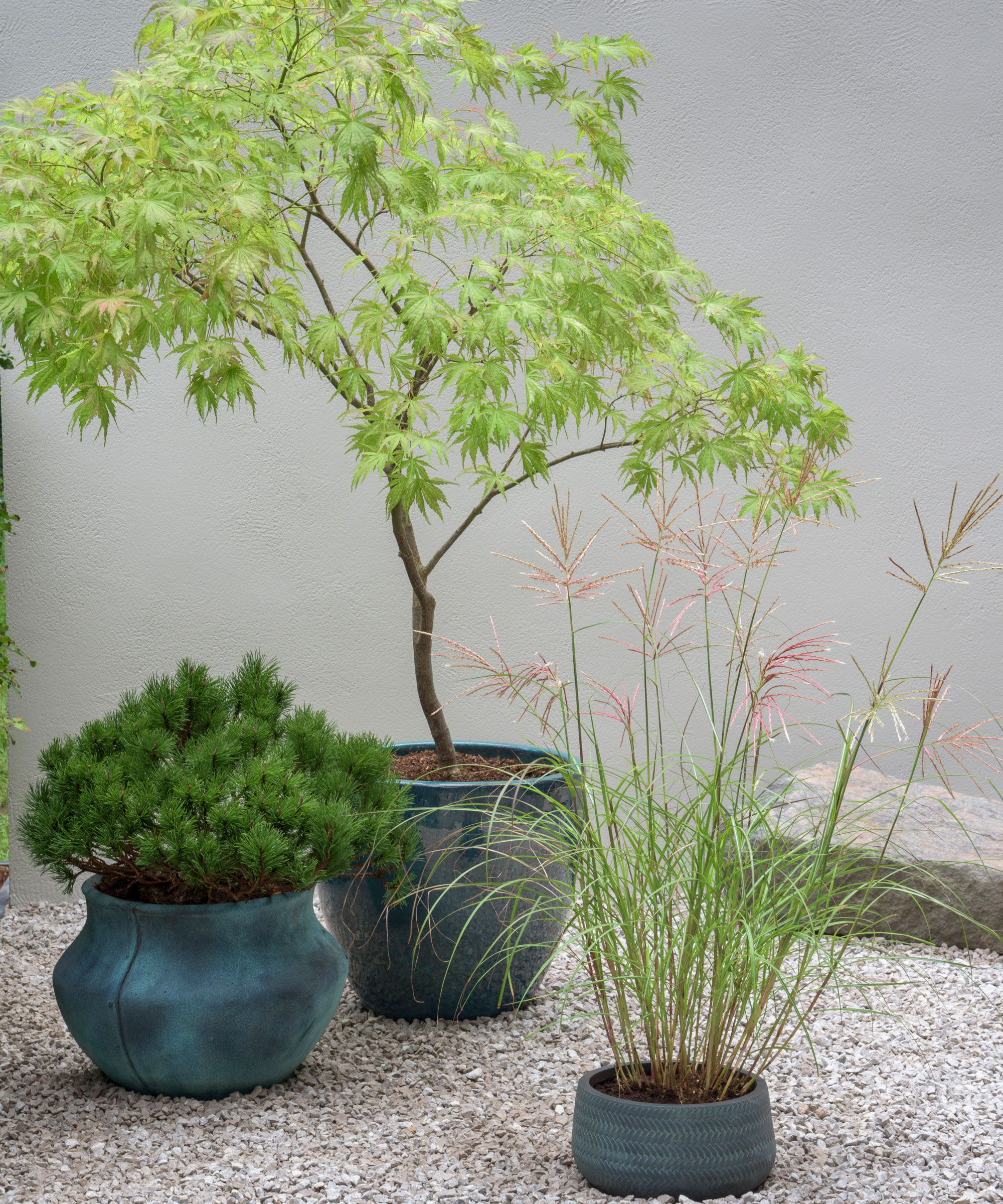 contemporary containers with Japanese maple tree, bonsai and ornamental grass, with gravel and a landscaping rock