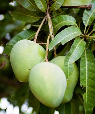 Mango tree with unripe mangoes