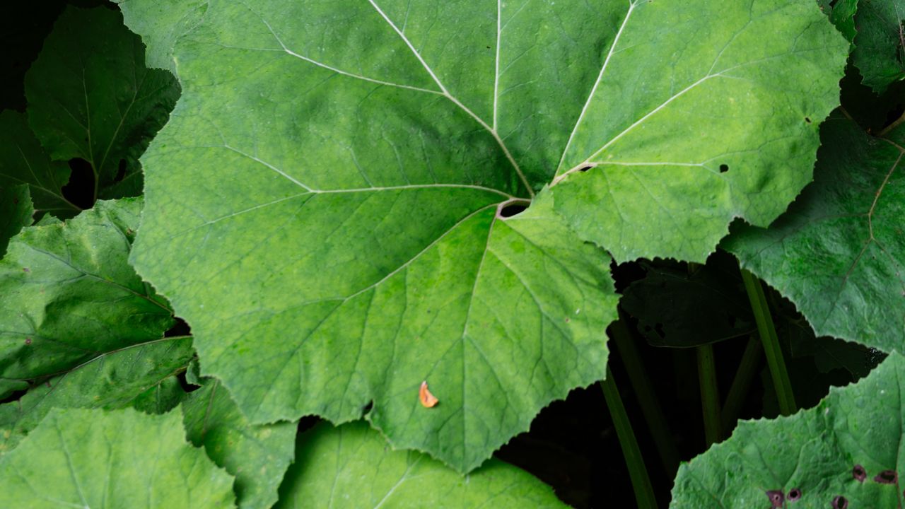Nikon Nikkor 40mm F/2 sample image of a dockleaf