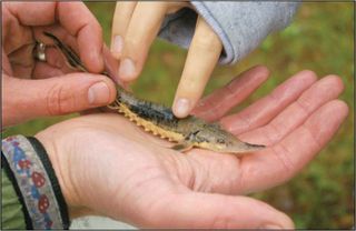 A baby lake sturgeon is small enough to be cradled in a child's hand. However, lake sturgeon can grow to over eight feet in length and weigh up to 800 pounds, and they can attain ages of up to 100 years old. Destruction of food sources, invasive species and dam construction along spawning rivers have led to lake sturgeon being listed as a statewide threatened species in Michigan.