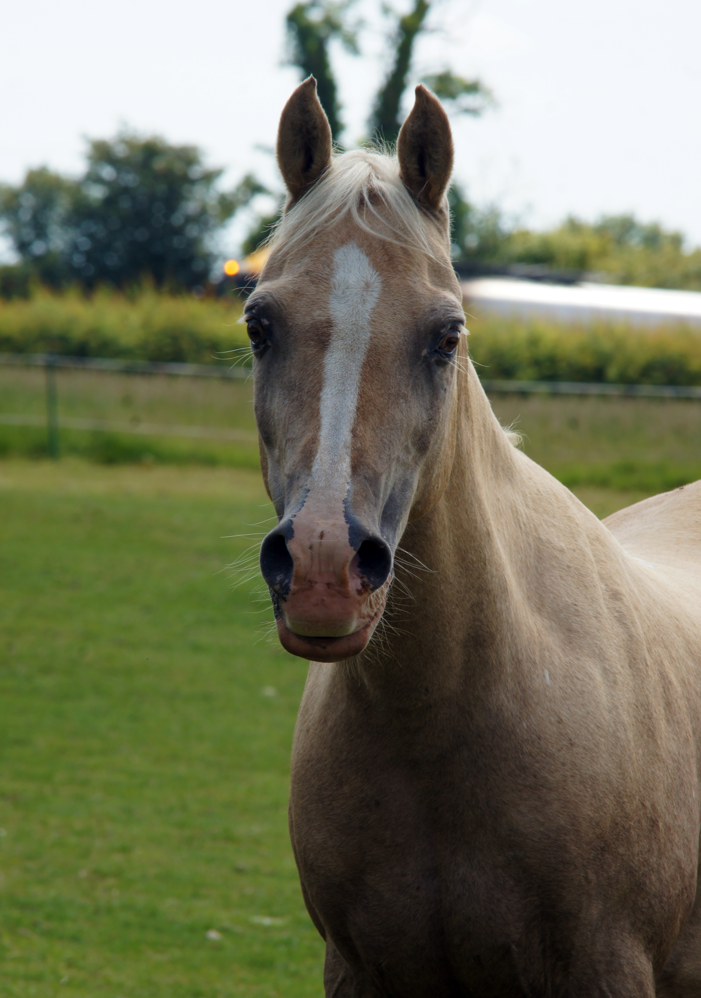 redwingshorsesanctuary_44524746435.jpg