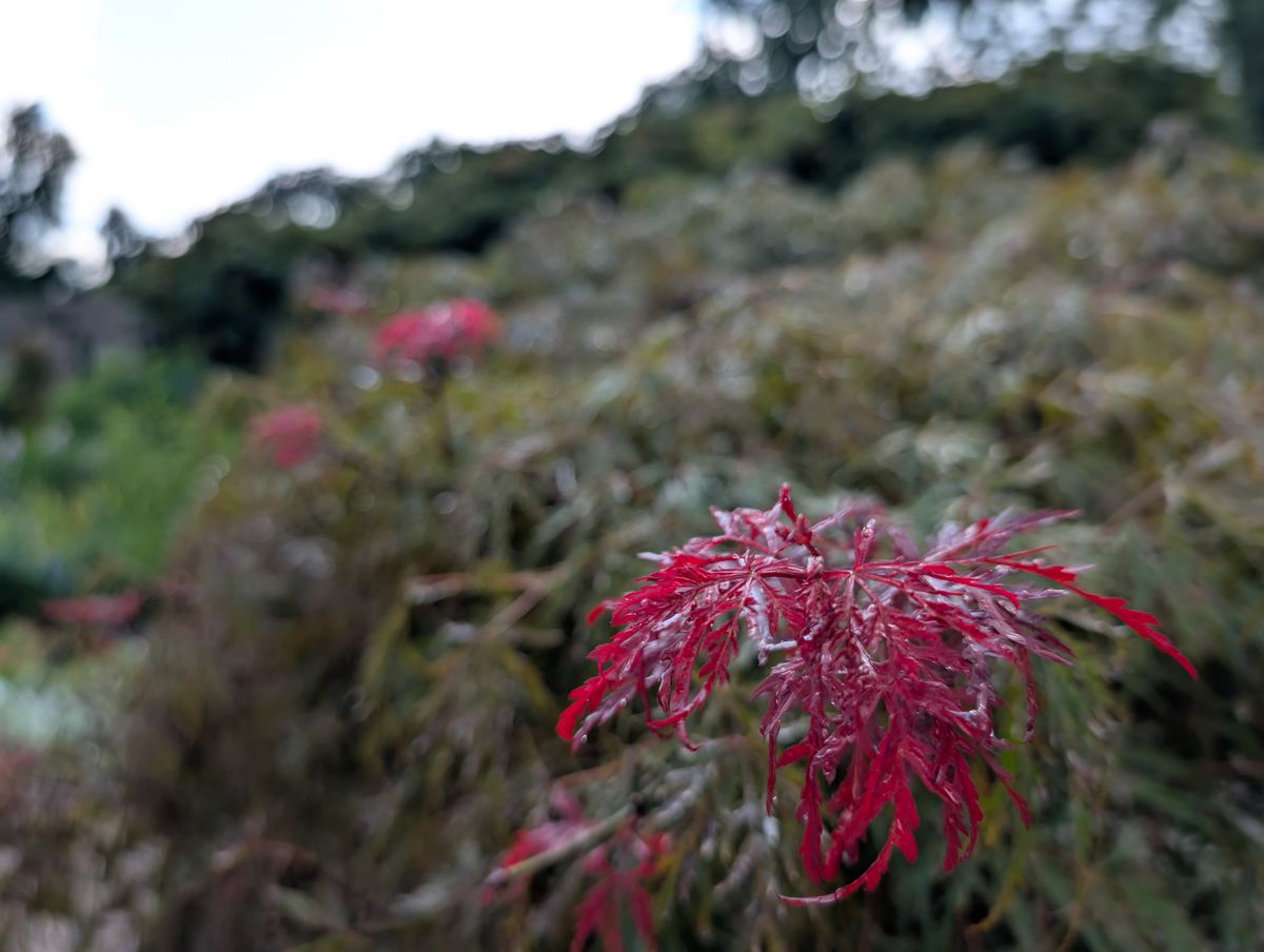 Google Pixel 9 Pro camera samples for review