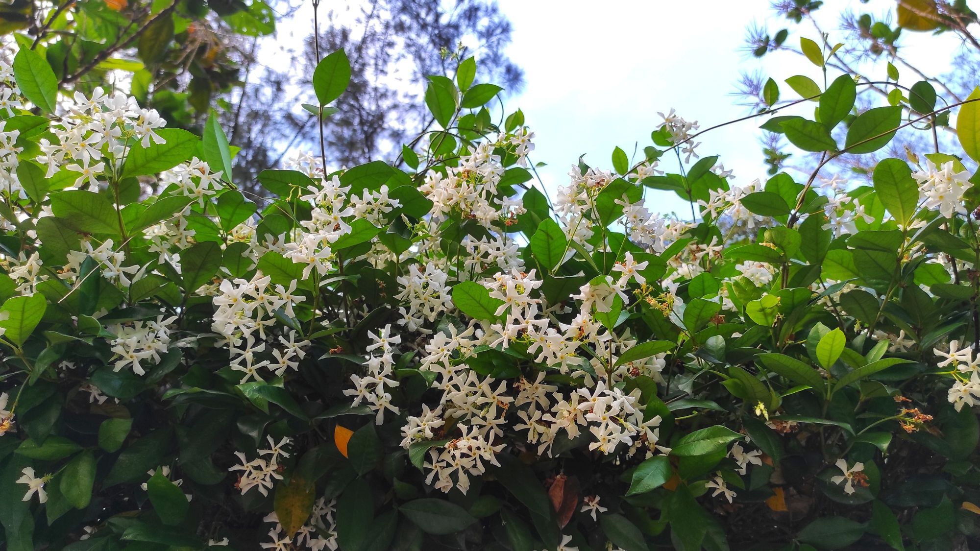 This Heat-Loving Climber Fills Your Garden With Jasmine Scent