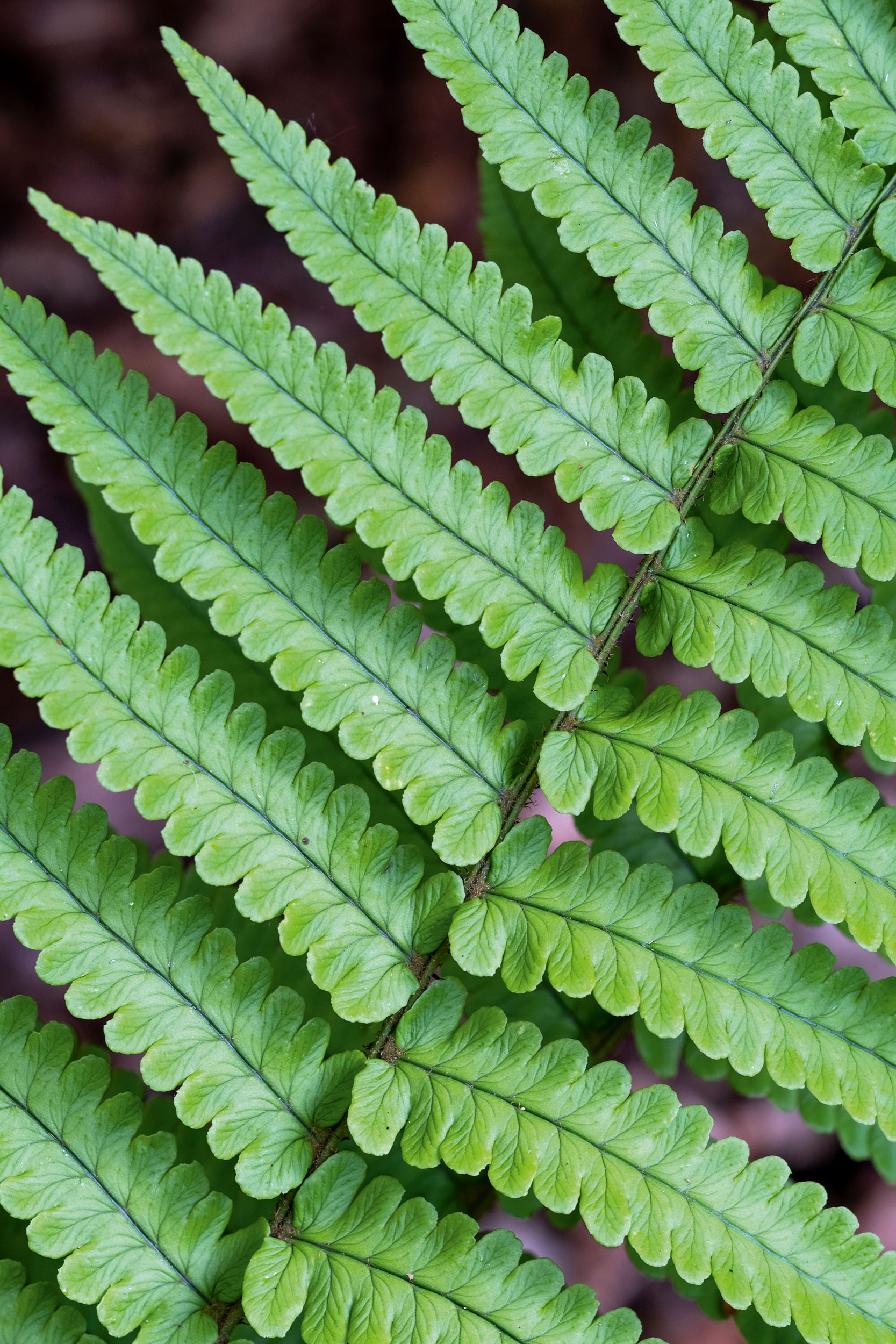 The fernery at Canonteign Falls, Devon, as seen in Country Life in April 2026