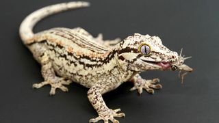 A gargoyle gecko eating a fly is one types of reptiles you can keep as a pet