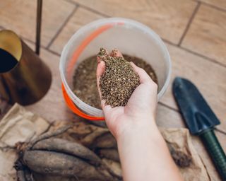 Woman storing dahlia tubers in vermiculite