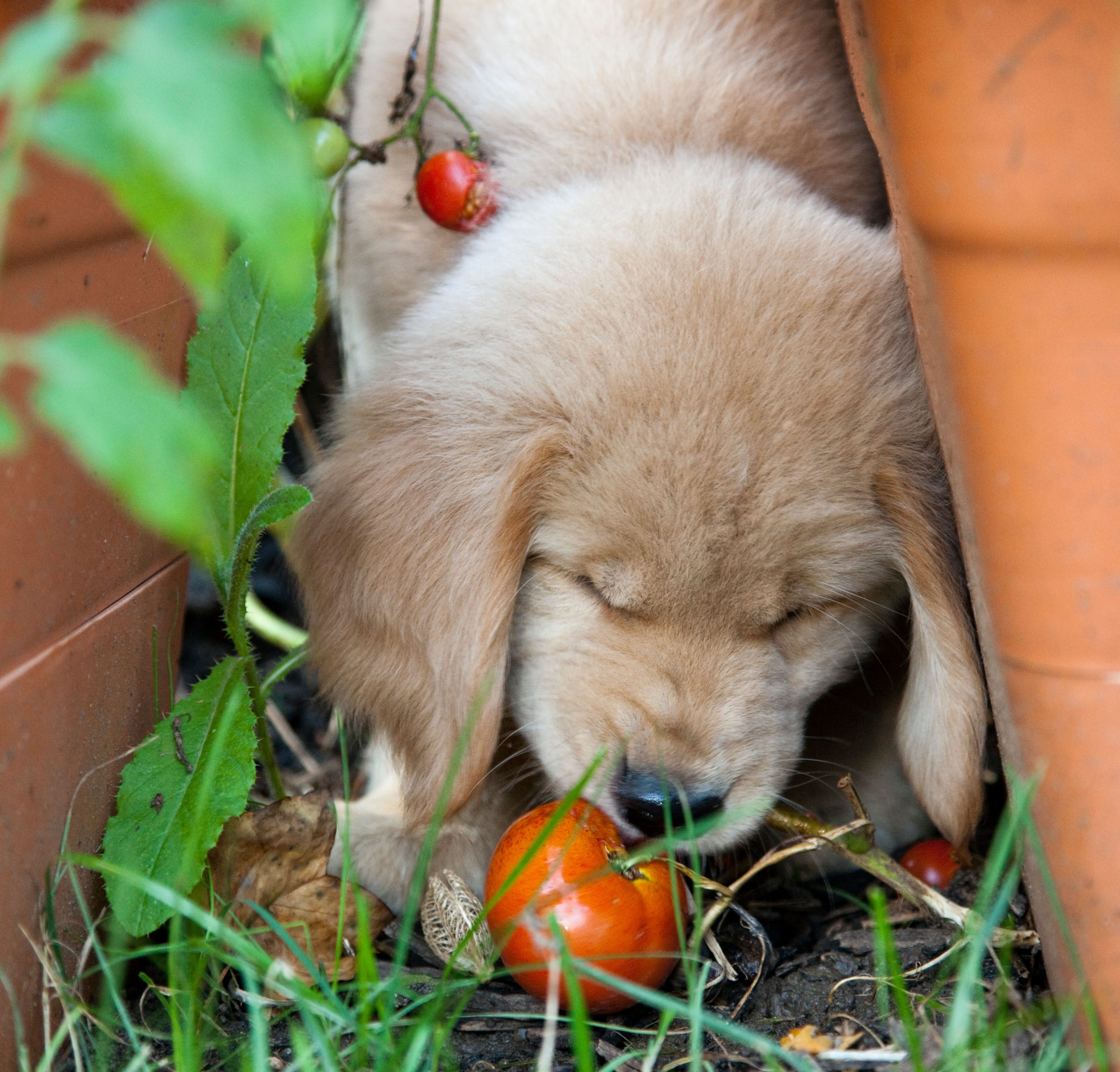 Eight-week-old Golden Retriever puppy eating tomatoes from a garden plant.