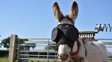Jonty-The-Donkey-Sanctuary-ii-copy.jpg