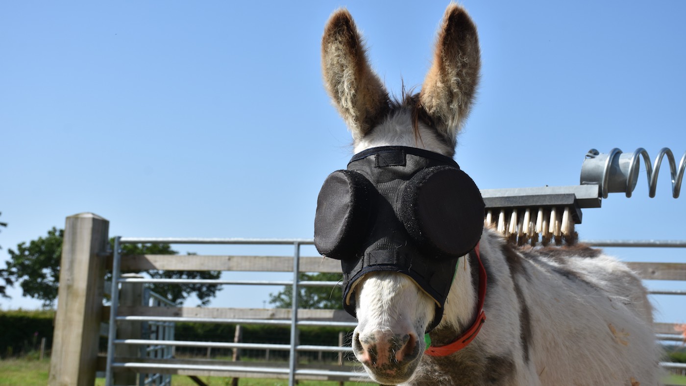 Jonty-The-Donkey-Sanctuary-ii-copy.jpg