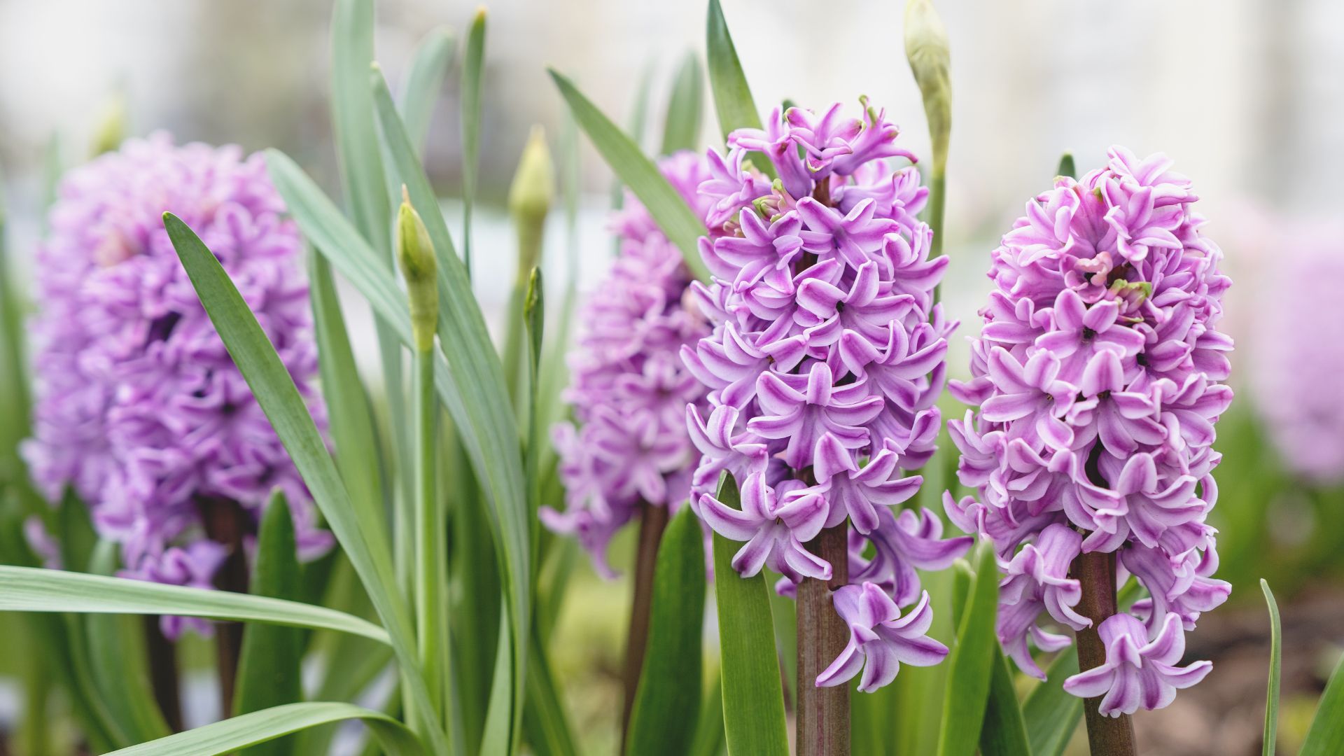picture of lilac plants in garden