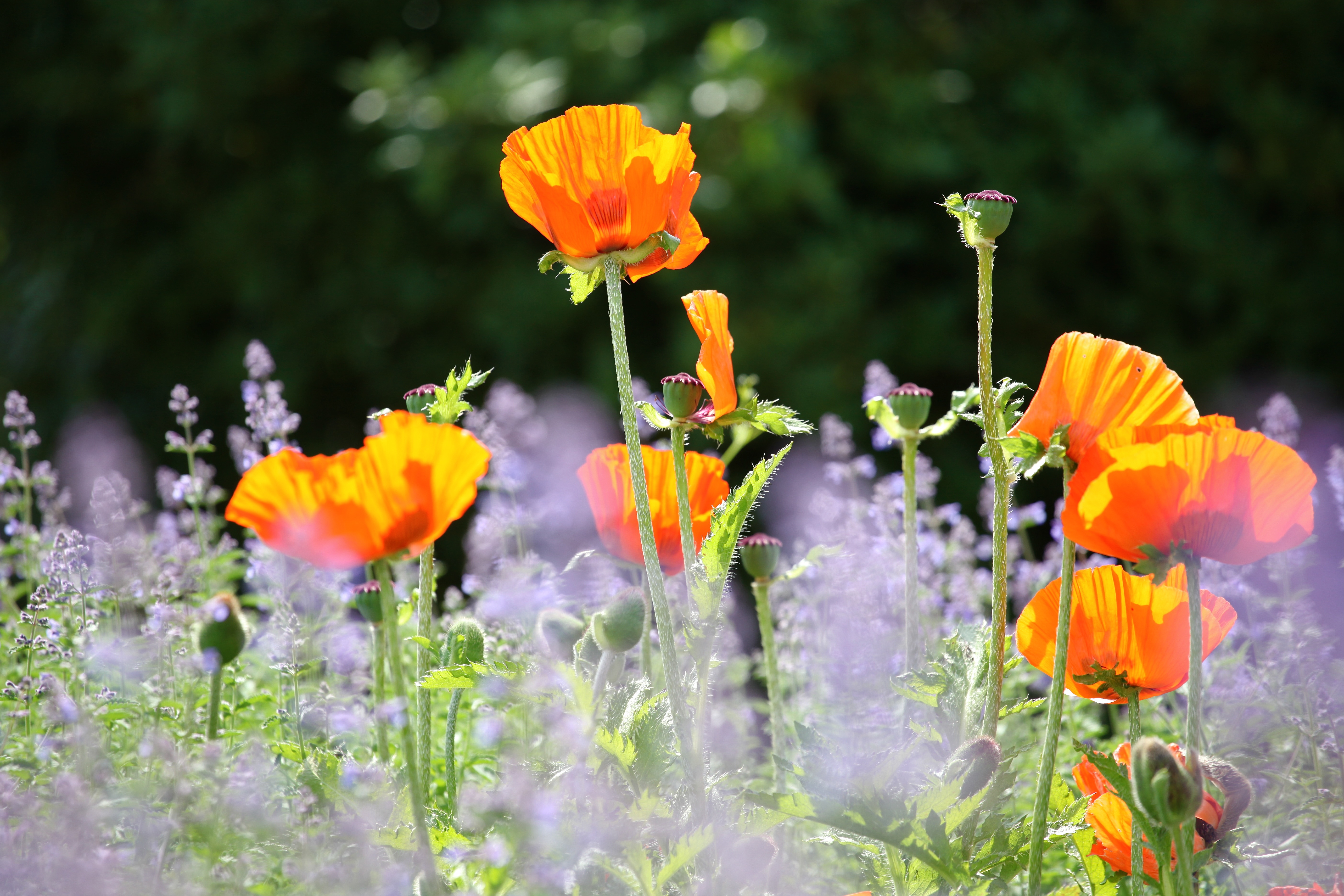 The National Botanic Garden of Wales