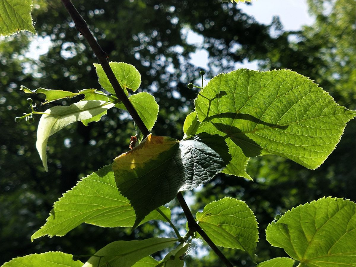 Punchy color and solid sharpness brings out the leaf&rsquo;s capillaries. Image credit: TechRadar