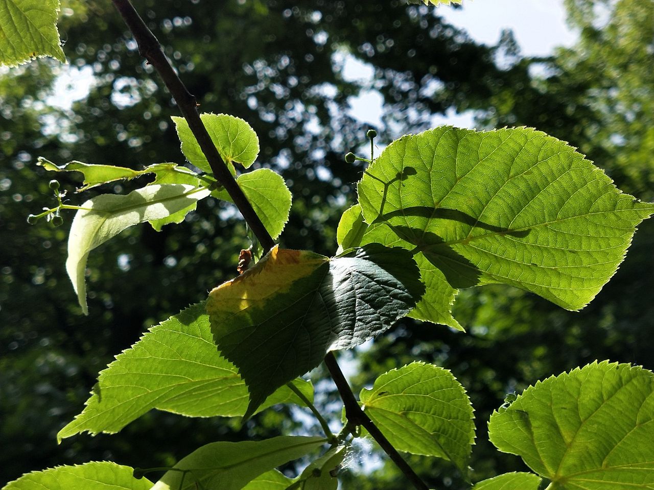 Punchy color and solid sharpness brings out the leaf&rsquo;s capillaries. Image credit: TechRadar