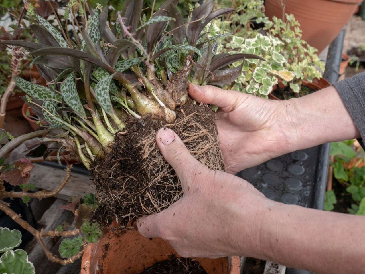 Gardener Dividing A Plant At The Roots