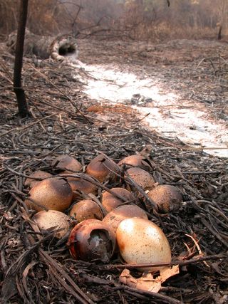 An ocellated turkey nest destroyed by forest fires in Laguna del Tigre National Park, Maya Biosphere reserve.