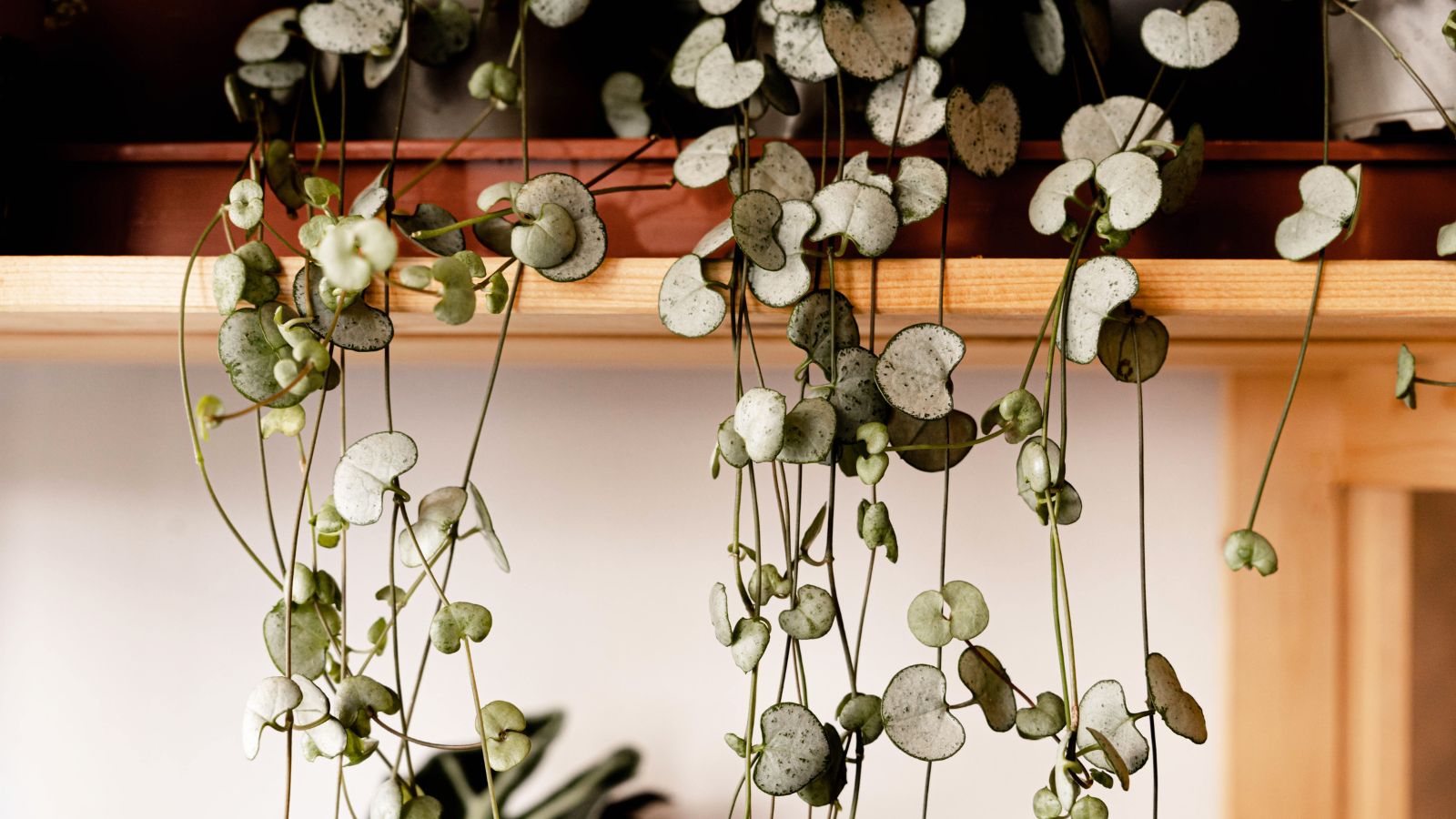 String of hearts plant on wooden shelf