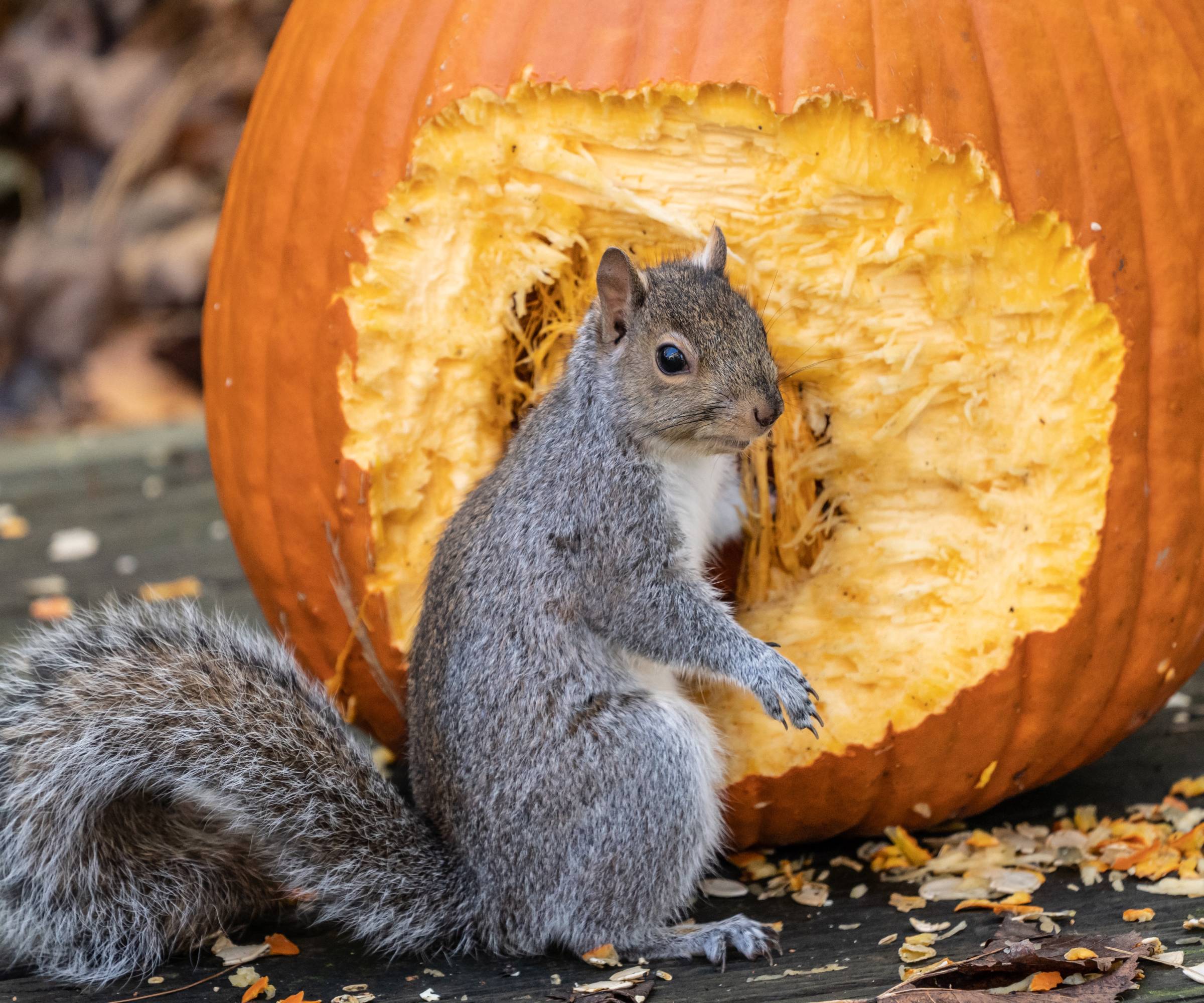 A squirrel eating a pumpkin