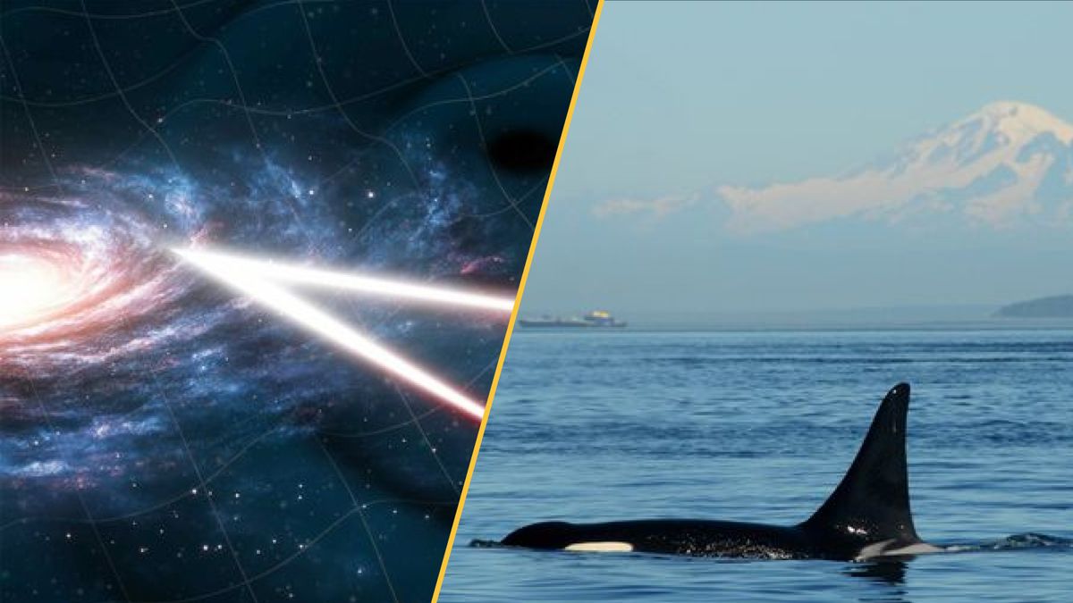 Science news this week: Cannibal orcas in Russia, oracle bones that reveal climate disaster in ancient China, humming black holes and a barefoot volcanologist