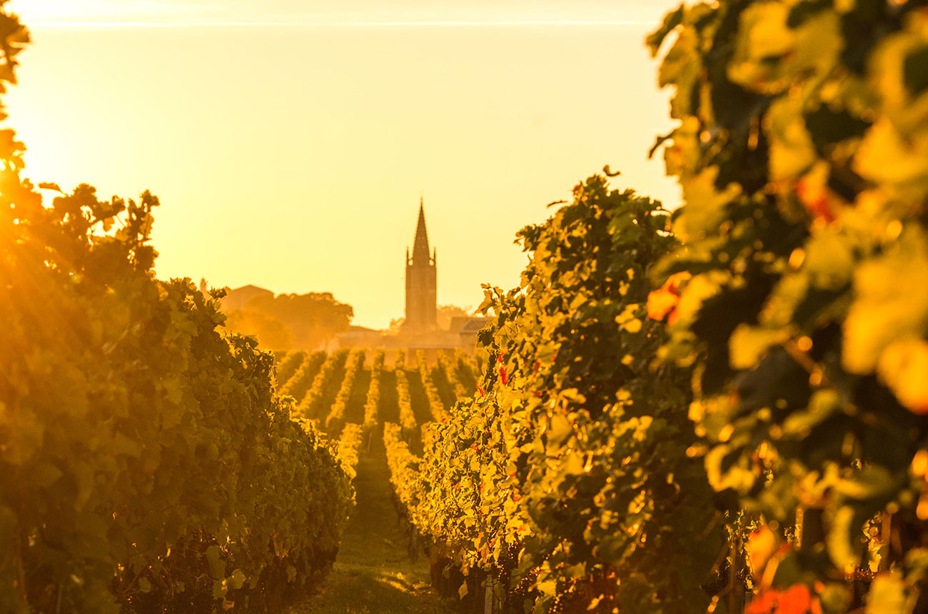 bordeaux vineyards near St-Emilion